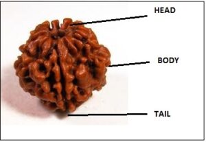 15 Mukhi Rudraksha - Image 3