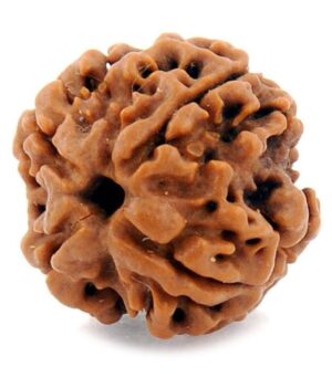 2 Mukhi Rudraksh - Image 3
